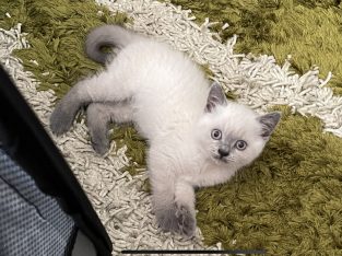 British Shorthair – Lane Cove