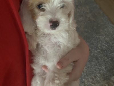 Cavoodle – Rebecca