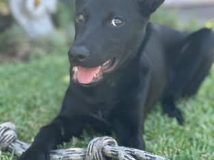 Australian Kelpie – Quakers Hill