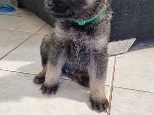 German Shepherd – Mandurah