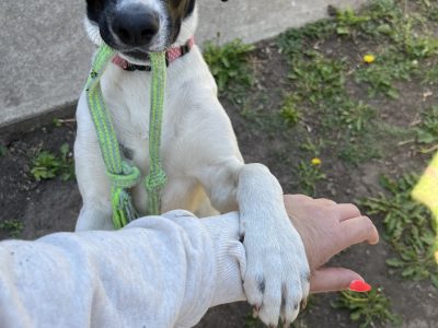 German Shothaired Pointer – Mill Park