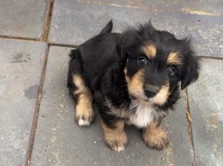 Border Collie Kelpie Cross – Falcon