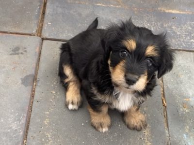 Border Collie Kelpie Cross – Falcon