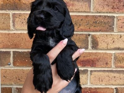 Cocker Spaniel – Bundoora