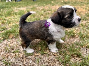 Maltese Shih Tzu – Mandurah