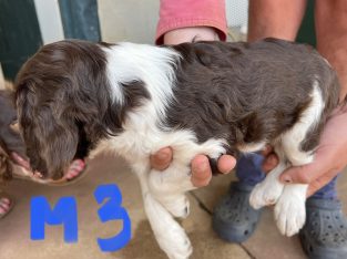 English Springer Spaniel – Urana