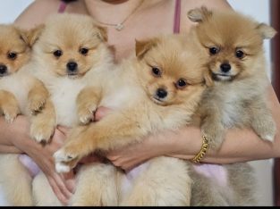 Pomeranian – Eagle Vale