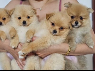 Pomeranian – Eagle Vale