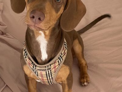 Dachshund – Middle Ridge