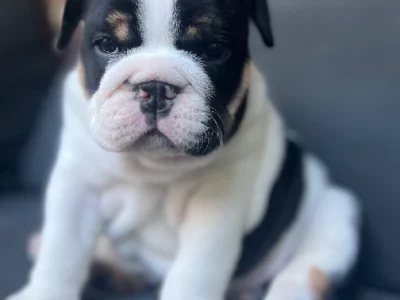 British Bulldog – Victoria