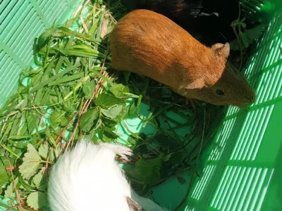 Guinea Pig – Vincentia