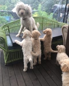 Labradoodle – Woollamia