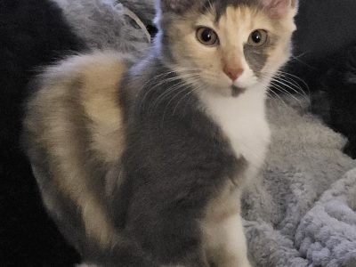 Maine Coon – Upper Coomera