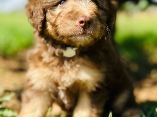 Bordoodle – Sydney