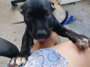 American Staffordshire Bull Terrier – Bundaberg Central