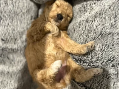 Poodle Mini – Nedlands