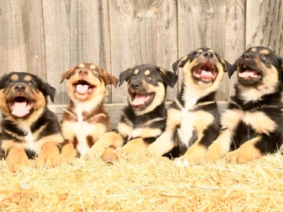 Australian Kelpie – Healesville