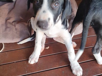 Border Collie – Jamberoo