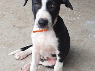 Border Collie – Jamberoo