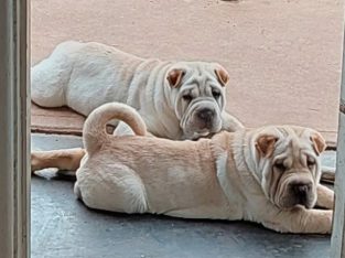 Shar Pei – Napperby