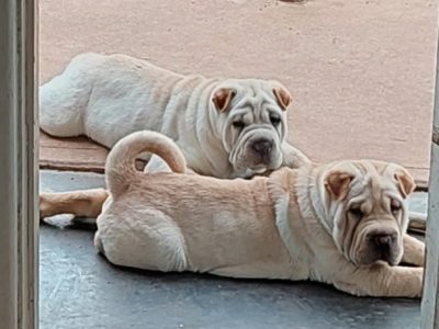 Shar Pei – Napperby