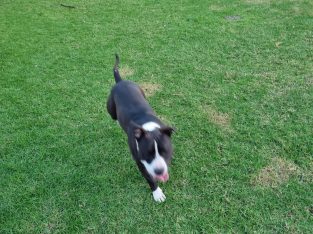 American Staffordshire Bull Terrier – Worrigee