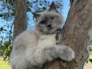 Ragdoll – Scone