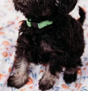 Schnoodle – East Warburton
