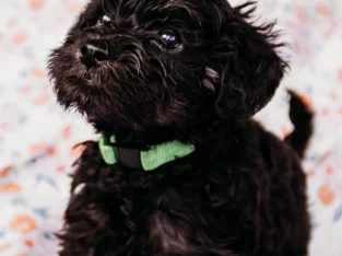 Schnoodle – East Warburton