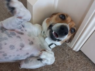 Jack Russell – Lennox Head