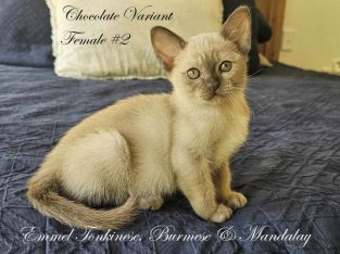 Burmese – Coorparoo