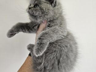 Scottish Shorthair – Ormeau