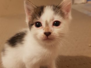 Ragdoll – Mandurah