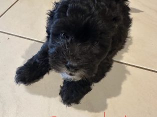 Shih Tzu – Bentley Park