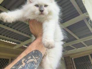 Ragdoll – Doolandella