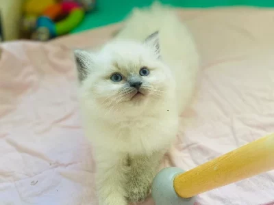 Ragdoll – Mooroolbark