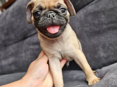 Pug – Barnsley