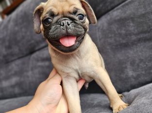 Pug – Barnsley