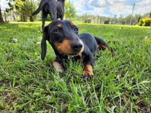 Miniature Dachshund – Armadale