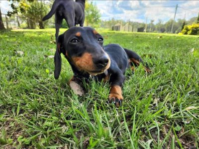 Miniature Dachshund – Armadale