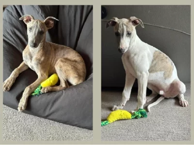 Whippet – Greta