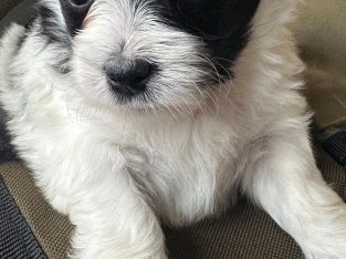 Maltese Shih Tzu – Waterford