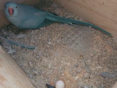 Ringnecks – Hallam