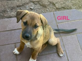 Australian Kelpie – Dubbo