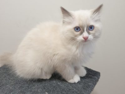 Ragdoll – Narromine