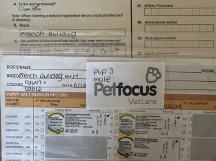 French Bulldog – Albury