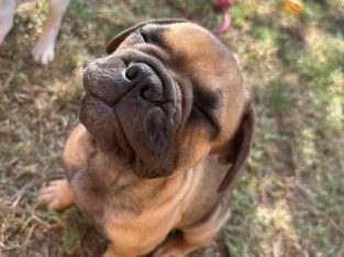 French Bulldog – Albury