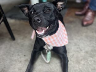 Dogs – Clayton South