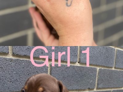 Dachshund – Brighton