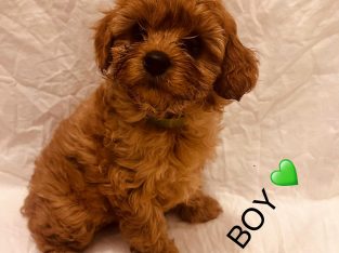 Cavoodle – Leongatha